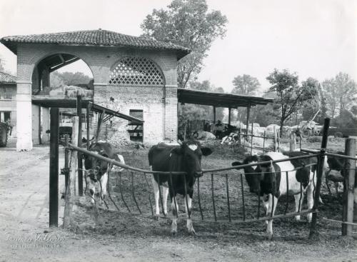 Valtorta, Franco, Allevamenti zootecnici al mulino San Giorgio, 1980 circa, gelatina bromuro d'argento/carta, CC BY-NC-ND Valtorta, Franco, Allevamenti zootecnici al mulino San Giorgio, 1980 circa, gelatina bromuro d'argento/carta, CC BY-NC-ND