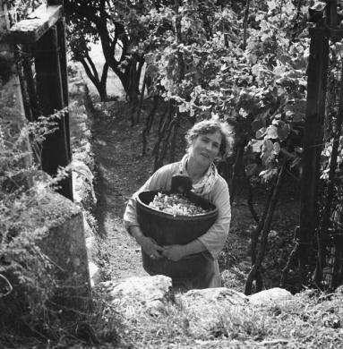 Alfonso Mottola, Vendemmia a Santa Croce, ante 1967, gelatina ai sali d'argento su carta, CC BY-NC-SA