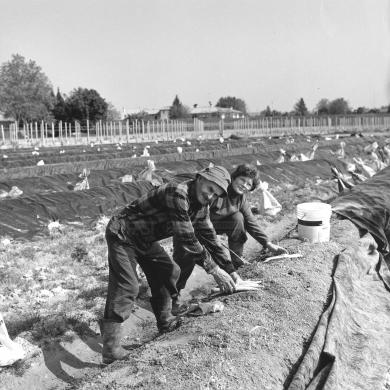 Campeol, Daniele (1955-2006), Cimadolmo (TV), Raccolta degli asparagi, 2001 - Fondo La Marca del 2000 -, gelatina ai sali d'argento/ carta, CC BY-SA