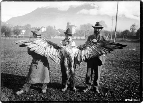 Jules Brocherel, Uomini in posa con l'ultimo esemplare di gipeto abbattuto in Valle d'Aosta, 1913, Negativo gelatina-bromuro su lastra di vetro, CC BY-NC-SA