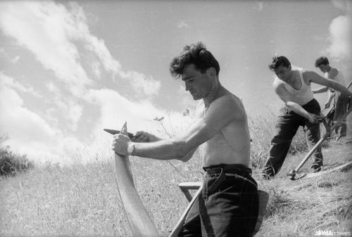 Octave Bérard, Falciatura a Excenex, 1958, Negativo gelatina-bromuro su pellicola, CC BY-NC-SA