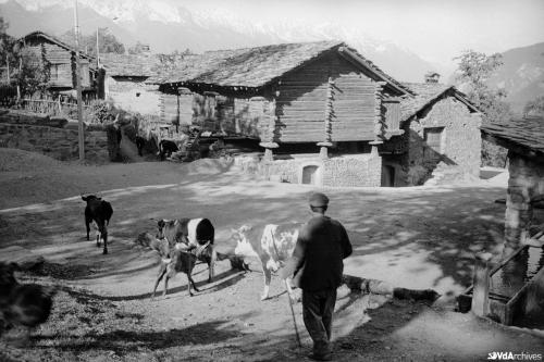 Octave Bérard, Ritorno delle mucche dal pascolo a Saint-Vincent, 1961, Negativo gelatina-bromuro su pellicola, CC BY-NC-SA
