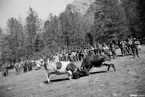 Octave Bérard, Batailles de reines nel vallone di Vertosan, 1962, Negativo gelatina-bromuro su pellicola, CC BY-NC-SA