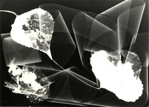 Sibena, Fotogramma con foglie e nastri, 1975 circa, gelatina ai sali d'argento/carta, CC BY-NC-ND