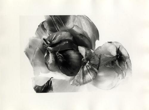 Celia, Cinzia, Still life. Forme della natura, aglio, 1979 circa, gelatina ai sali d'argento/carta, CC BY-NC-ND