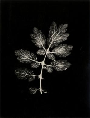Luccini, Annamaria, Fotogramma con foglia, 1989 circa, gelatina ai sali d'argento/carta, CC BY-NC-ND