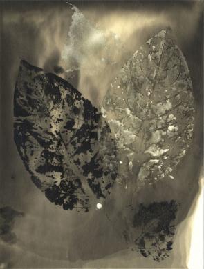 Santoro, Pasquale, Chimigramma con foglie, 1987 circa, gelatina ai sali d'argento/carta, CC BY-NC-ND