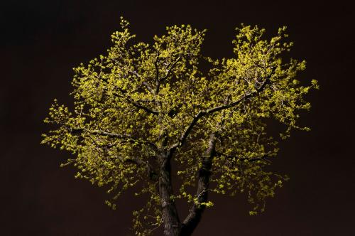 Chico, Héctor, Natura notturna, 2016, digitale/virtuale, CC BY-NC-ND