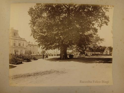 Ignazio Boncompagni Ludovisi, Villa Ludovisia, piazzale antistante con grande quercia, albumina, CC BY-SA