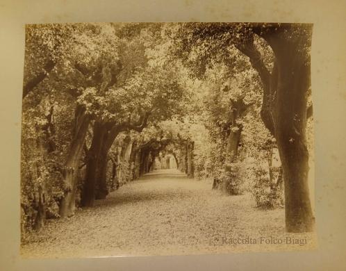 Ignazio Boncompagni Ludovisi, Villa Ludovisia, viale di lecci., albumina, CC BY-SA