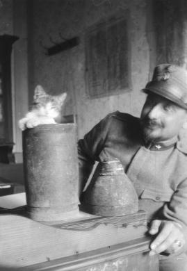 Borso sul Grappa (BL) - Al fronte nella Prima Guerra Mondiale 15/18, in ufficio con il gattino, 1918 circa, gelatina ai sali d'argento/ pellicola, CC BY-NC-ND