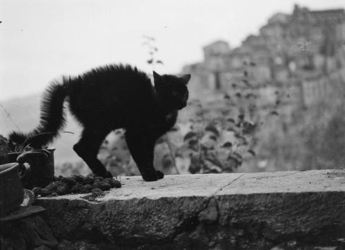 Gatto con veduta di Anticoli Corrado, 1940 circa, CC BY-ND