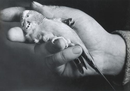 Senza titolo, 1936, CC BY-ND